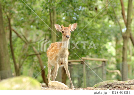 奈良公園の鹿／春日大社の表参道 81346882