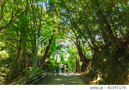 高尾山　登山道 81347176
