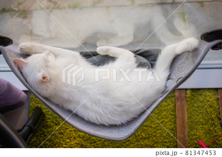 cat laying in wall glass mounted bed at home. 81347453