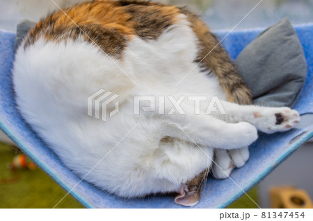 cat laying in wall glass mounted bed at home. 81347454