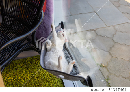cat laying in wall glass mounted bed at home. 81347461