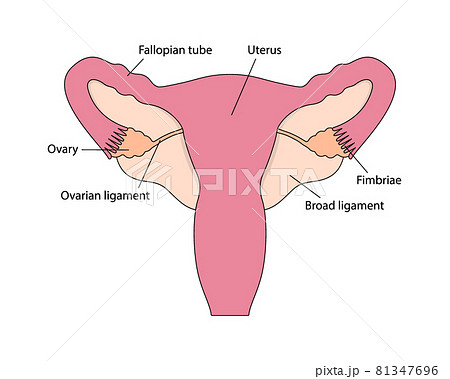 Colorful picture of healthy female human reproductive system with organs names on white background Colorful picture of healthy female human reproductive system with organs names on white background 81347696