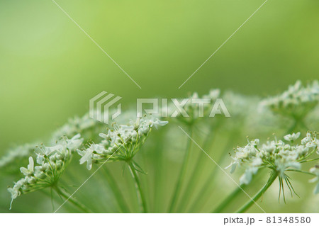 北海道の野原に咲くオオハナウドの花 北海道の野原に咲くオオハナウドの花 81348580
