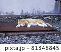 長崎県 池島の団地で昼寝する野良猫 / ネコ 81348845