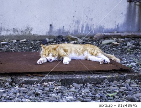 長崎県 池島の団地で昼寝する野良猫 / ネコ 81348845