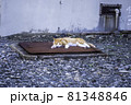 長崎県 池島の団地で昼寝する野良猫 / ネコ 81348846