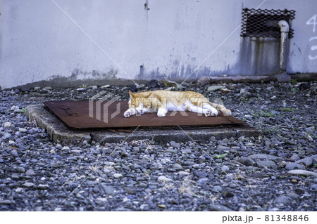 長崎県 池島の団地で昼寝する野良猫 / ネコ 81348846