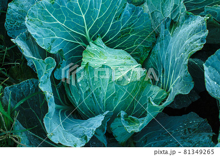 Cabbage in the garden Cabbage in the garden 81349265