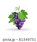 Vector bunch of black grapes with green leaves isolated on white background 81349731