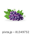 Vector bunch of freshly black grapes with green leaves lies isolated on white background 81349732