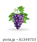 Vector bunch of freshly black grapes with green leaves isolated on white background 81349733