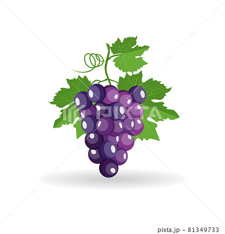 Vector bunch of freshly black grapes with green leaves isolated on white background 81349733