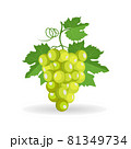 Vector green bunch of grapes with leaf isolated on white background 81349734