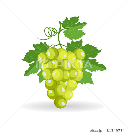 Vector green bunch of grapes with leaf isolated on white background 81349734