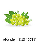 Vector lying fresh green bunch of grapes with leaf isolated on white background 81349735