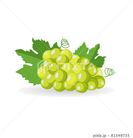 Vector lying fresh green bunch of grapes with leaf isolated on white background Vector lying fresh green bunch of grapes with leaf isolated on white background 81349735