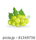 Vector small fresh green bunch of grapes with leaf isolated on white background 81349736