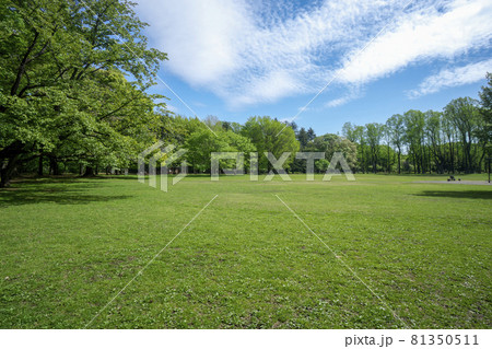 新緑の小金井公園いこいの広場 81350511