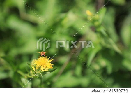 タンポポとミツバチのお尻 81350776