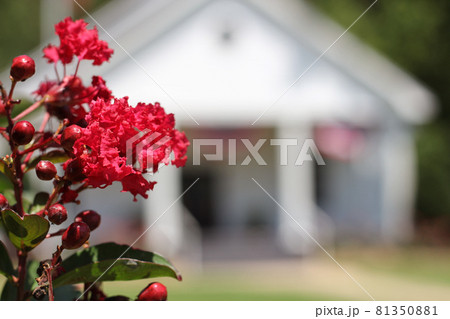 Blooming Crepe Myrtle Trees With Small White Church in Background, Shallow DOF 81350881