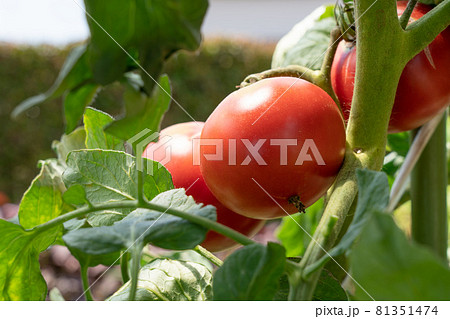 赤く色づき完熟したトマトの栽培　（7月）　家庭菜園 81351474