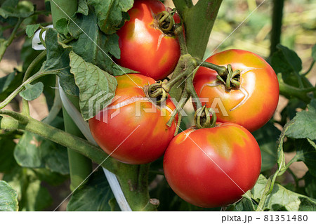 トマトの栽培　裂果　ヒビの入ったトマト　生理障害　（7月）　家庭菜園 81351480