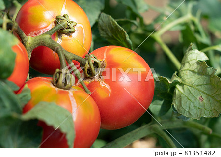トマトの栽培 裂果 ヒビの入ったトマト 生理障害 7月 家庭菜園の写真素材