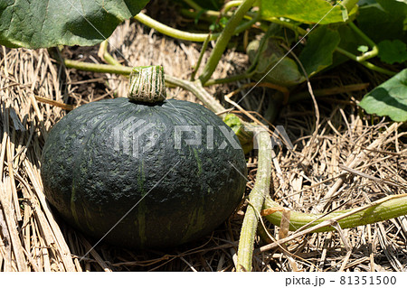 夏野菜カボチャの収穫 かぼちゃの実 7月 家庭菜園の写真素材