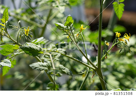 トマトの脇芽　（7月）　家庭菜園 81351508