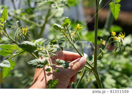トマトの芽かき　わき芽かき　（7月）　家庭菜園　男性の手 81351509