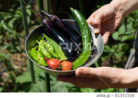 夏野菜の収穫 ボウルに入れた野菜と女性の手 (7月) 家庭菜園 夏野菜の収穫 ボウルに入れた野菜と女性の手 (7月) 家庭菜園 81351530