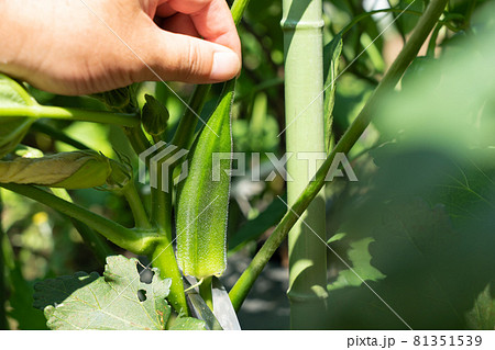 夏野菜オクラの栽培 ハサミで収穫する男性 7月 家庭菜園の写真素材