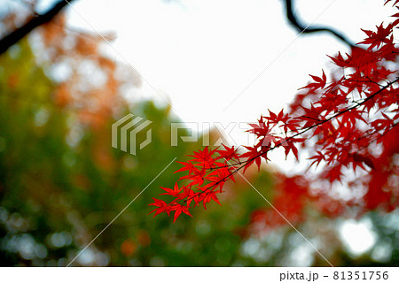東京 代々木公園の紅葉 東京 代々木公園の紅葉 81351756
