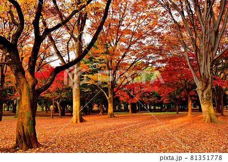 東京　代々木公園の紅葉 81351778
