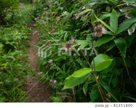 礼文岳の登山道 81351800