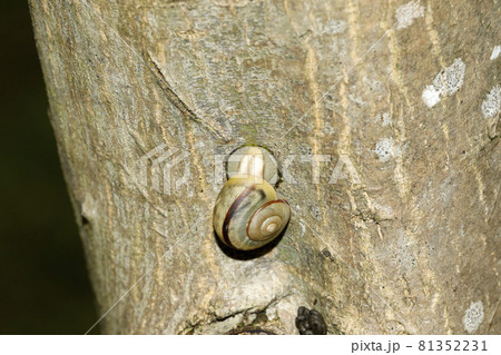 ミスジマイマイ ミスジマイマイ 81352231