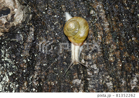 ミスジマイマイ ミスジマイマイ 81352262