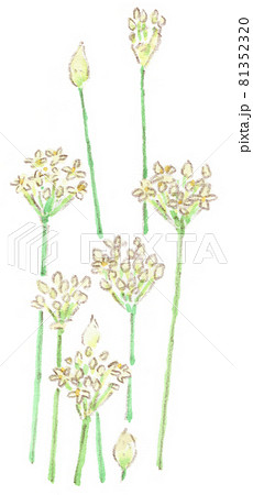 ニラ（韮）の花の水彩画（イラスト） 81352320