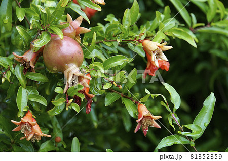 丸い実と赤いザクロの花の写真素材