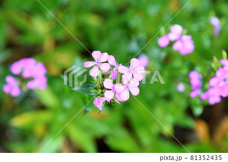 ハマナデシコの花 81352435