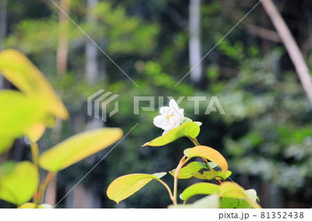 オオヤマレンゲの花 オオヤマレンゲの花 81352438