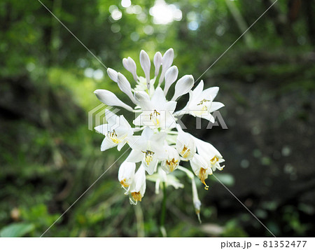 山野草、白いギボウシ 山野草、白いギボウシ 81352477