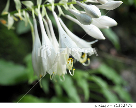 山野草、白いギボウシ 山野草、白いギボウシ 81352479