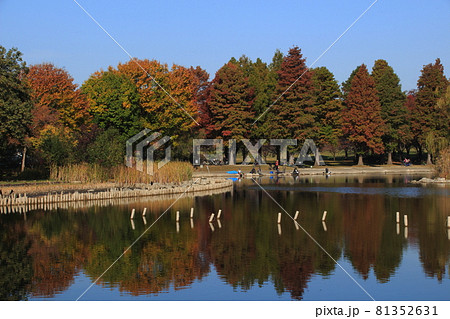 秋の舎人公園・大池にて(東京都足立区) 秋の舎人公園・大池にて(東京都足立区) 81352631
