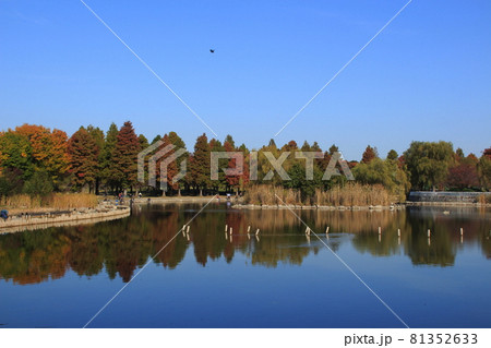 秋の舎人公園・大池にて（東京都足立区） 81352633
