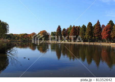 秋の舎人公園・大池にて（東京都足立区） 81352642