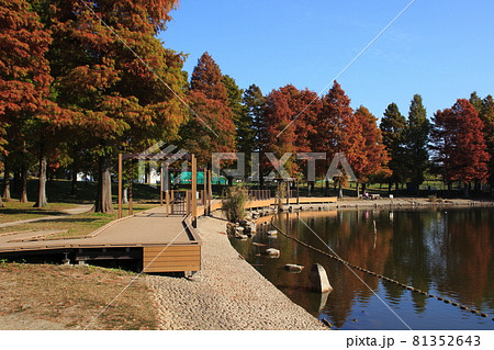 秋の舎人公園・大池にて（東京都足立区） 81352643