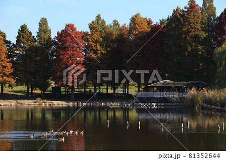 秋の舎人公園・大池にて(東京都足立区) 秋の舎人公園・大池にて(東京都足立区) 81352644
