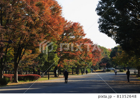 秋の舎人公園にて（東京都足立区） 81352648