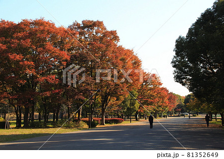 秋の舎人公園にて（東京都足立区） 81352649